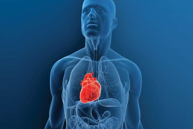 Illustration of human anatomy chest and torso area